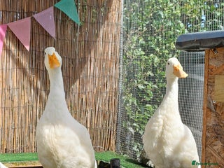 Ducks poultry - Advert 5