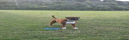 Boxer dogs for stud: First time stud, Bruce in Coulsdon - Advert 19