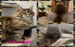Maine Coon cats for sale: TICA Large Polydactyl Maine Coon Kittens - Image 8