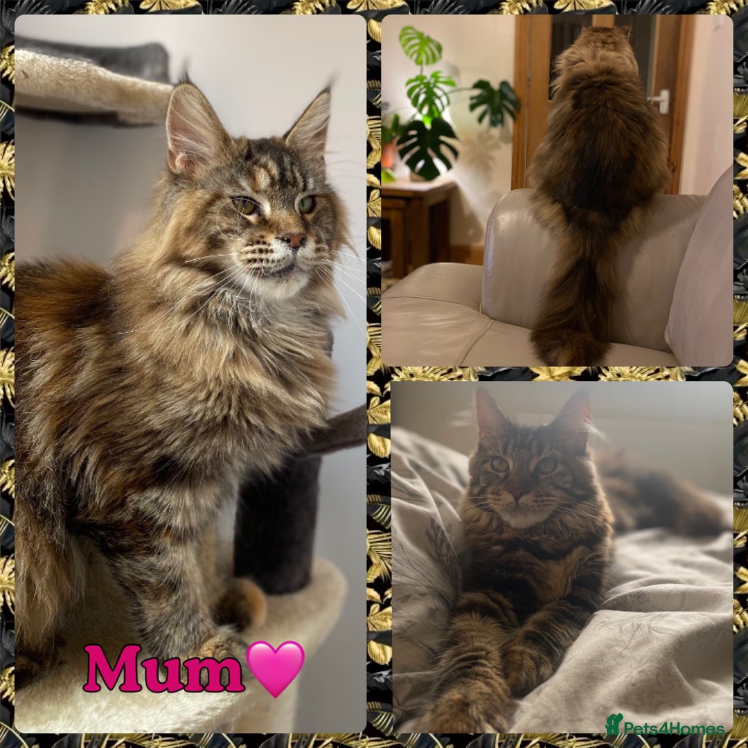 Maine Coon cats for sale: TICA Large Polydactyl Maine Coon Kittens - Image 8