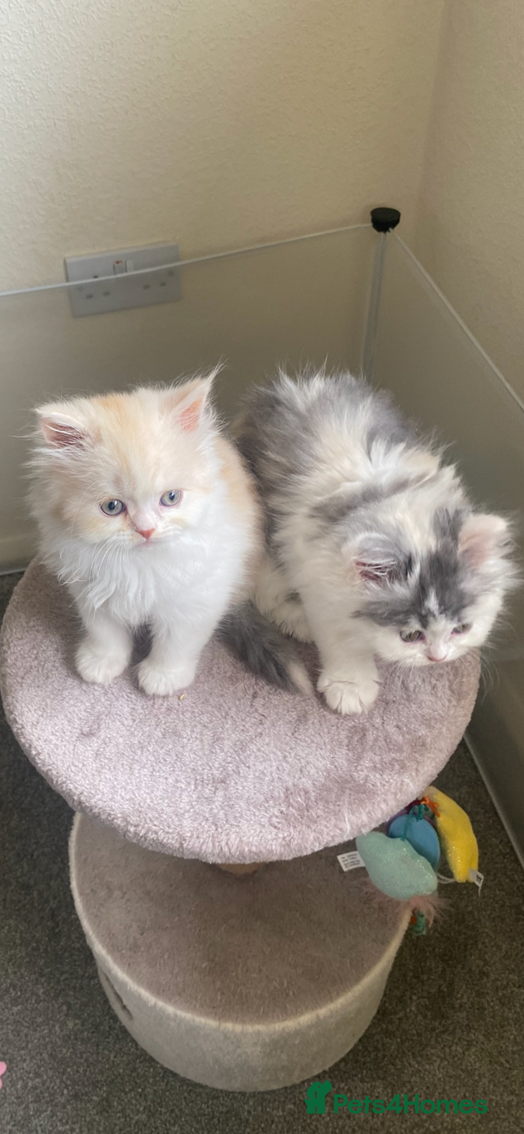 British Longhair cats for sale:  😻 BEAUTIFUL BLH 😻 2 boys READY TO LEAVE  in Milton Keynes - Image 16