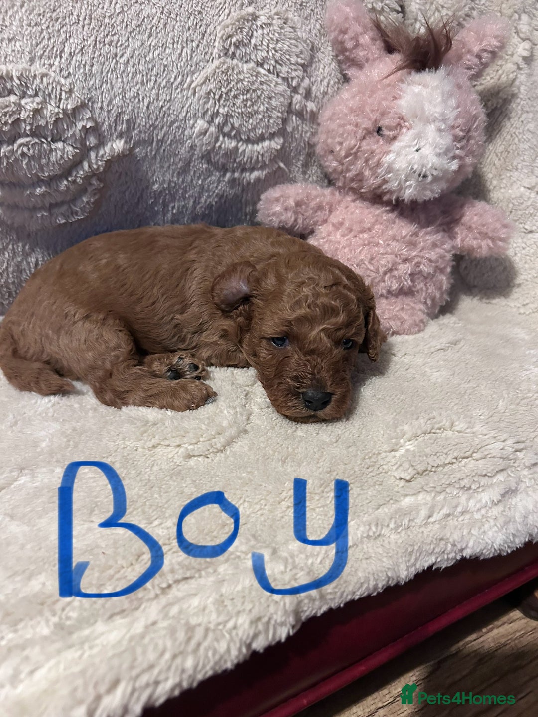 Cockapoo dogs for sale: Toy cockapoo puppies 3 boys 2 girls fox red  - Image 5