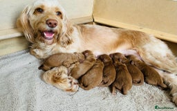 Cockapoo dogs for sale: Cockerpoo Pups by POLICE K9 Behaviourist  - Image 20