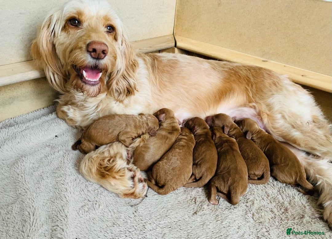 Cockapoo dogs for sale: Cockerpoo Pups by POLICE K9 Behaviourist  - Image 20