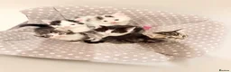 Mixed Breed cats for sale: Cute kittens - Advert 7