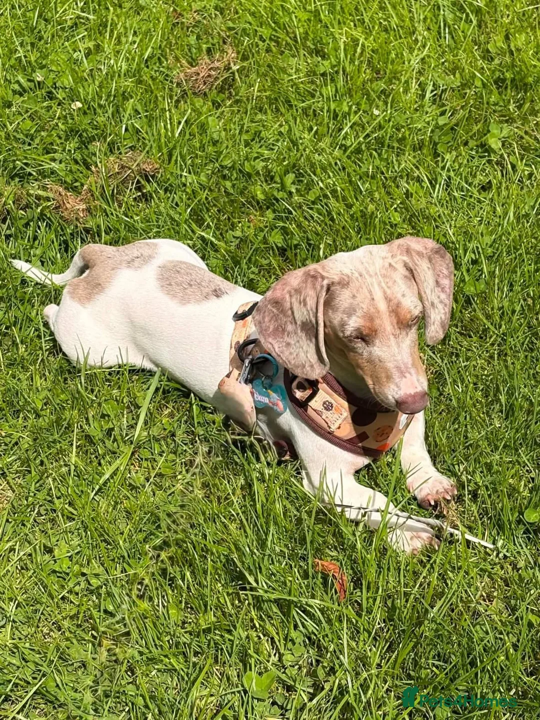 Miniature Dachshund dogs for sale: Dexter  - Advert 3