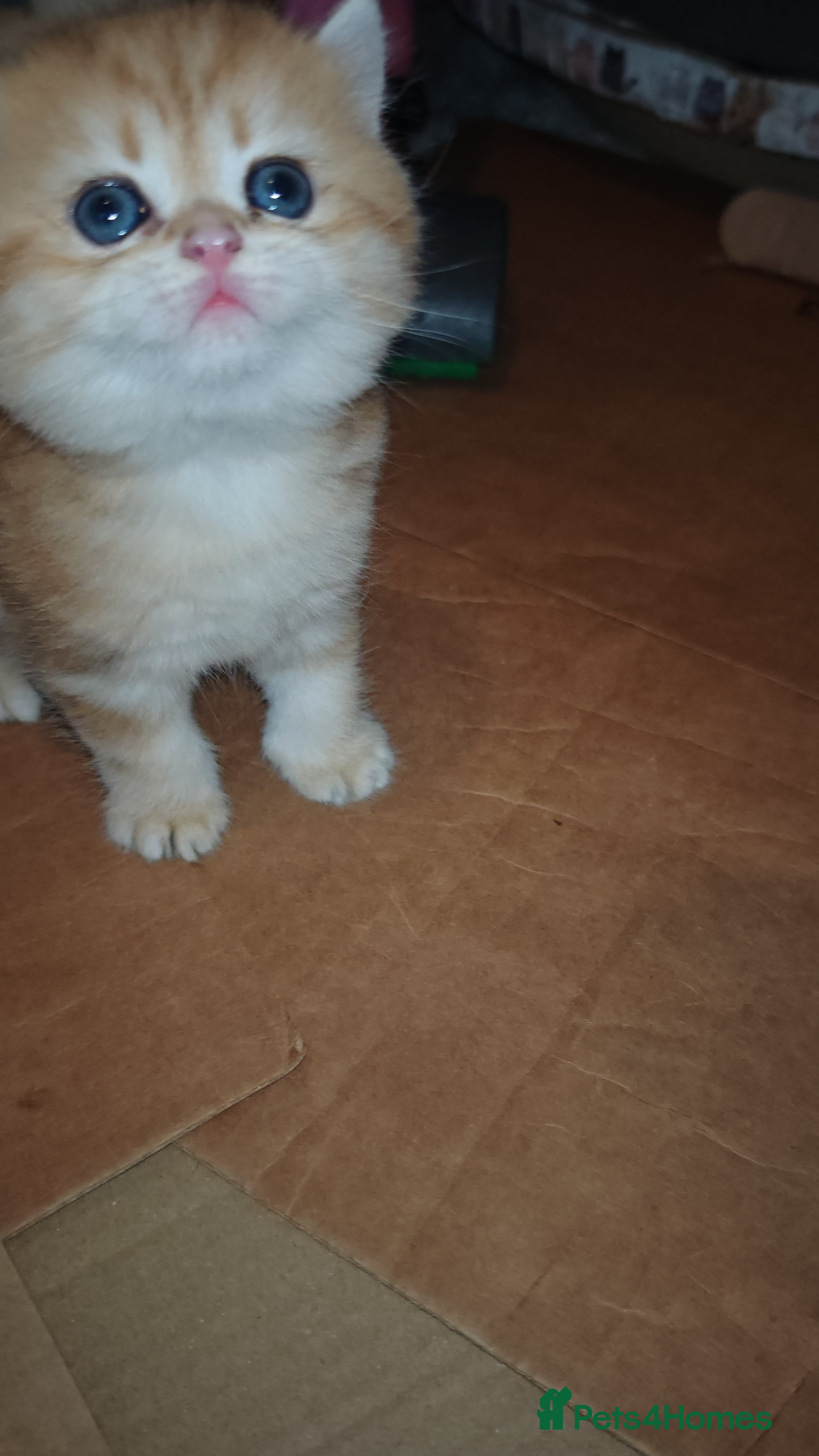 British Shorthair cats Stunning pedigree BSH Golden black Chinchilla  - Advert 5