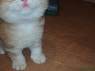 British Shorthair cats Stunning pedigree BSH Golden black Chinchilla - Advert 2