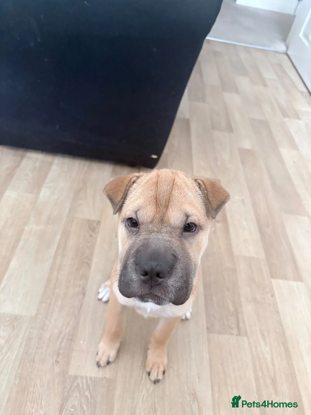Shar Pei dogs for sale: Female Shar Pei in Yeovil - Advert 4