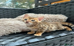 Bengal cats for sale: GORGEOUS PURE BENGAL KITTENS READY TO GO ❤️ - Image 14