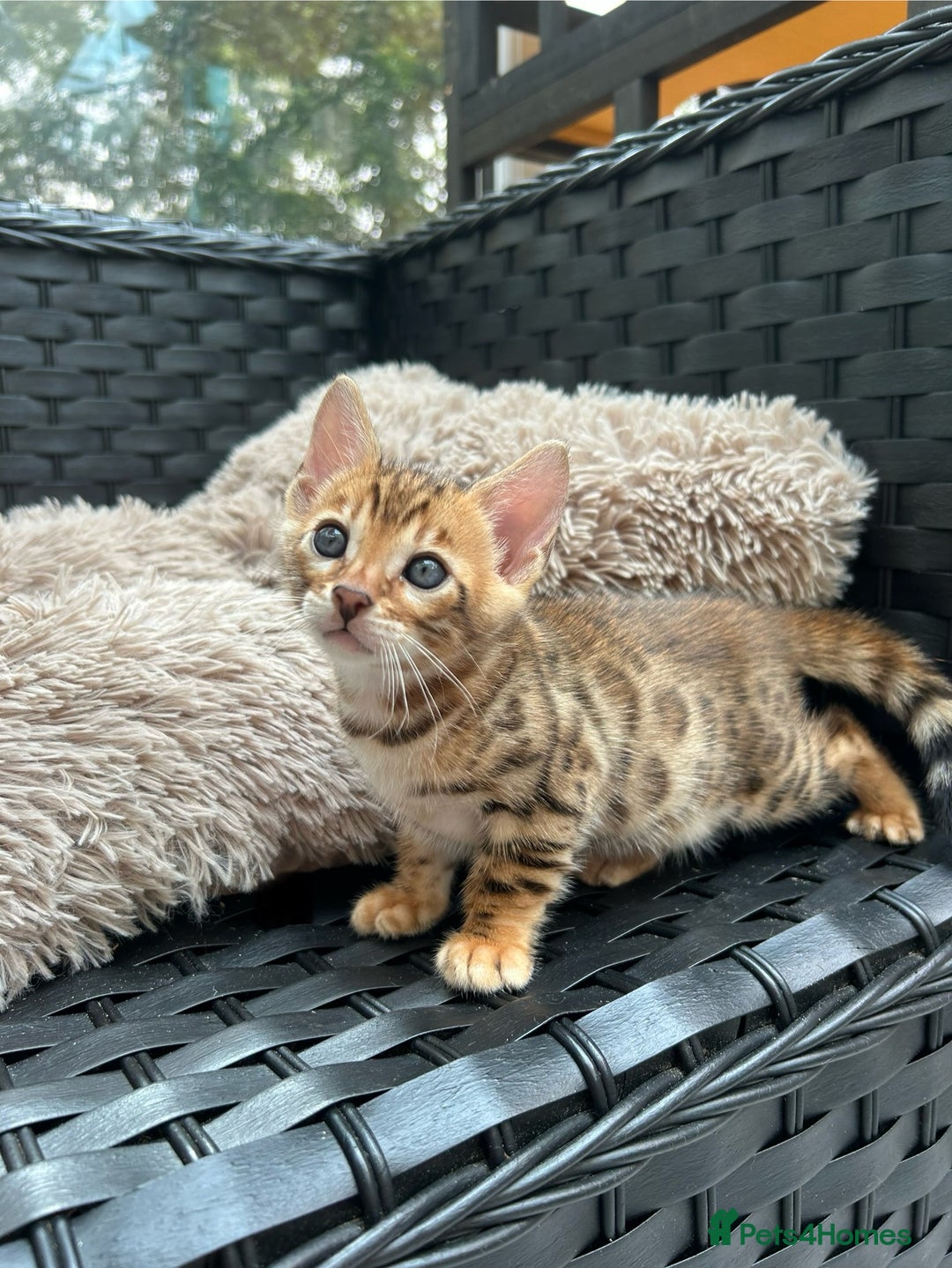 Bengal cats for sale: GORGEOUS PURE BENGAL KITTENS READY TO GO ❤️ - Image 14