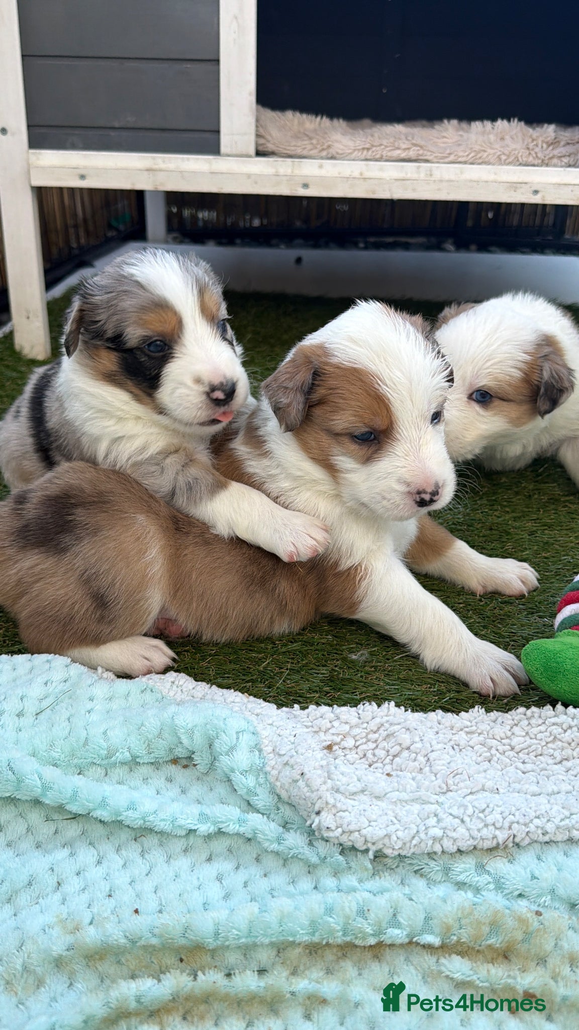Border Collie dogs Stunning Show line puppies,various colours  - Advert 1