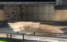 Mixed Breed cats for sale: British longhair cross kittens  - Image 10