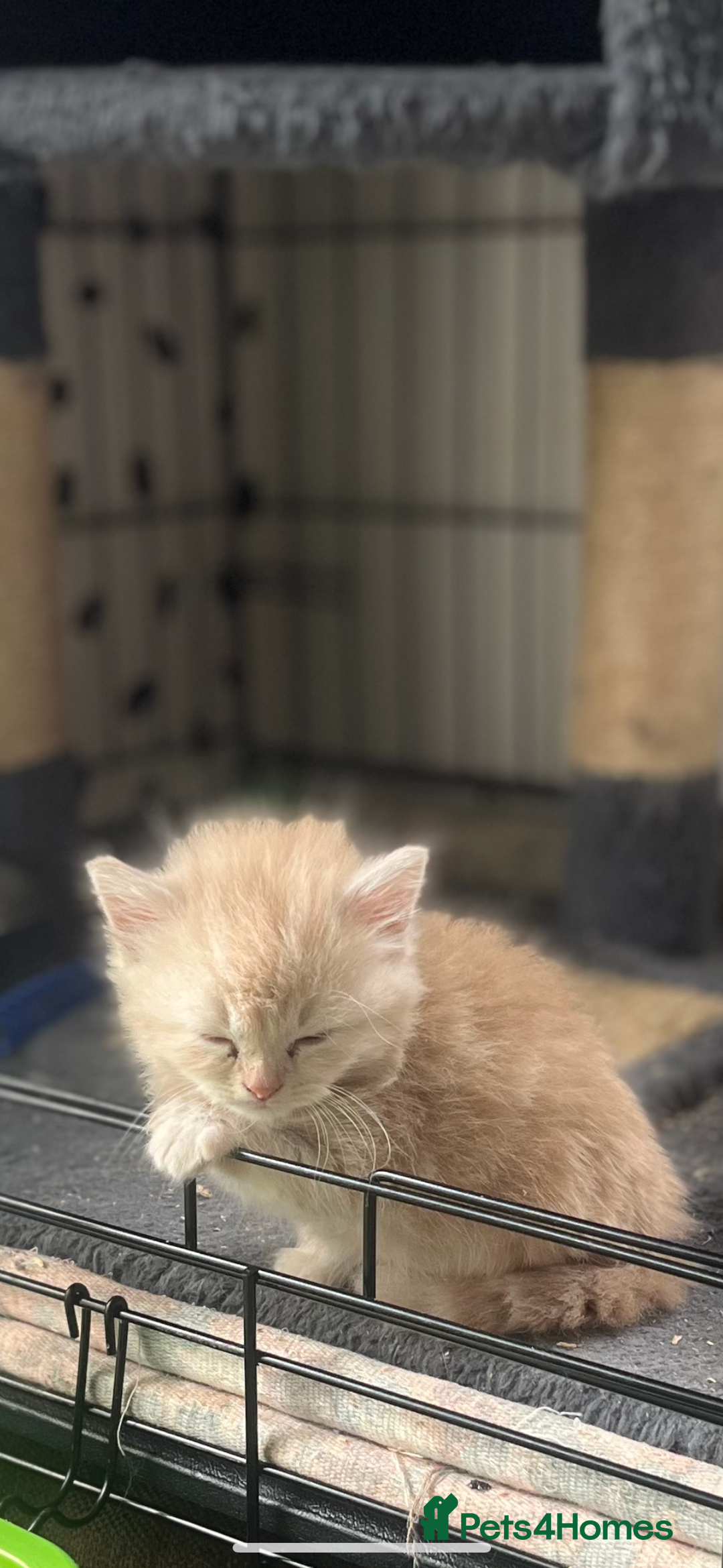 Mixed Breed cats for sale: British longhair cross kittens  - Image 10