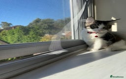 Mixed Breed cats for sale: Adorable Ragdoll and Norwegian Forest Kittens - Image 11