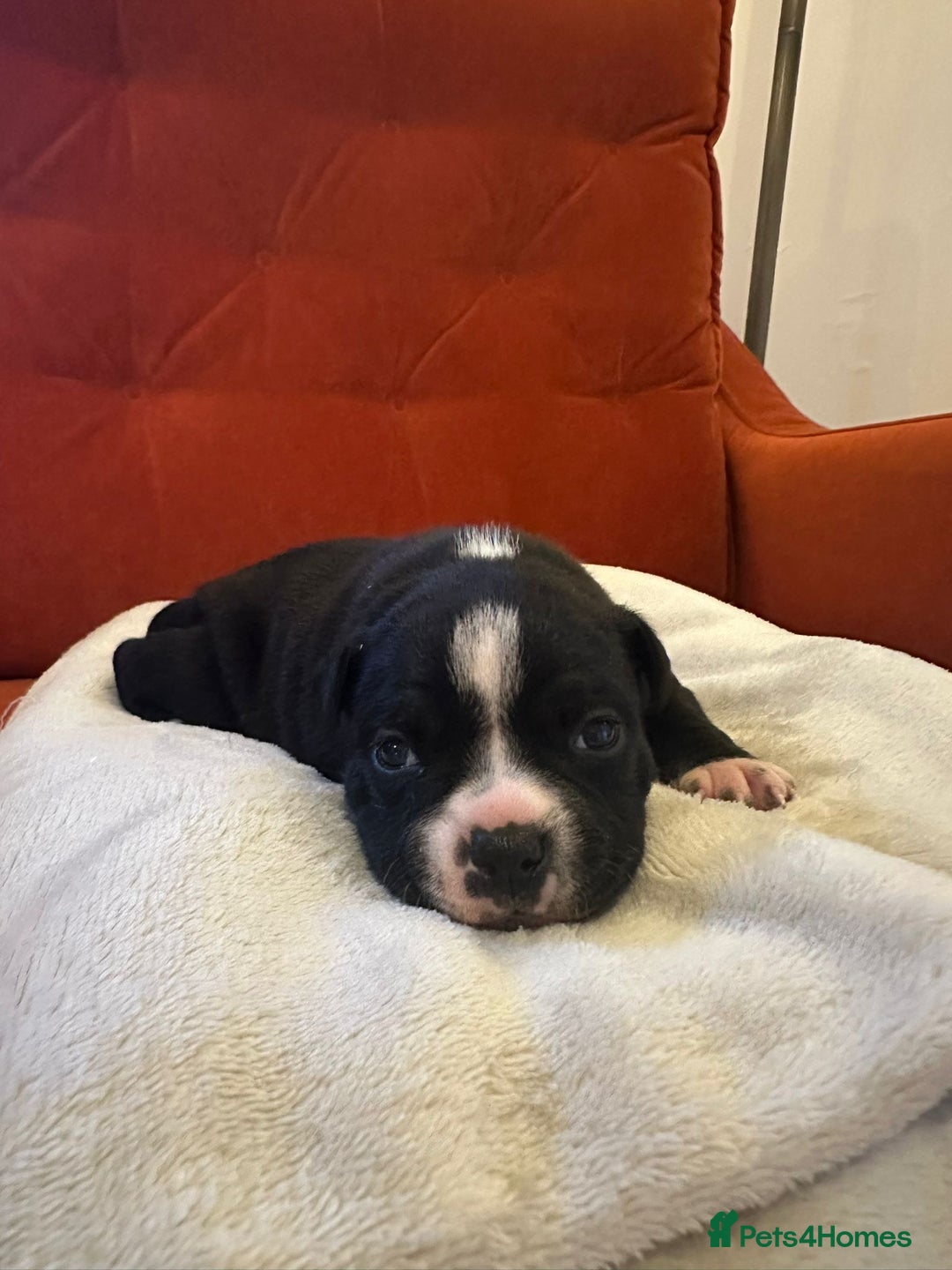 Staffordshire Bull Terrier dogs for sale: Outstanding KC blue gene carriers - Image 1