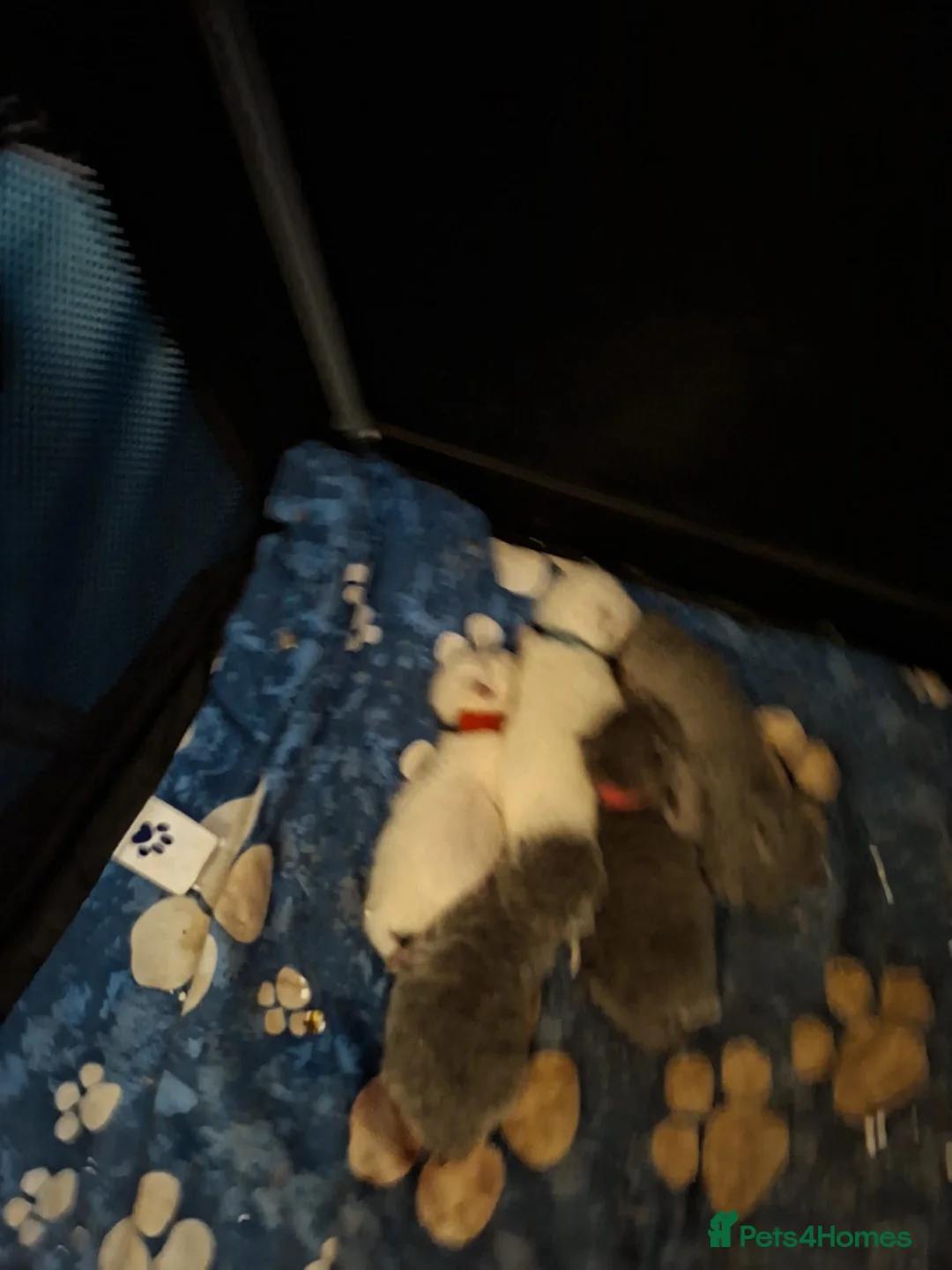 British Shorthair cats for sale: Beautiful British short hair kittens indoor homes  - Advert 2