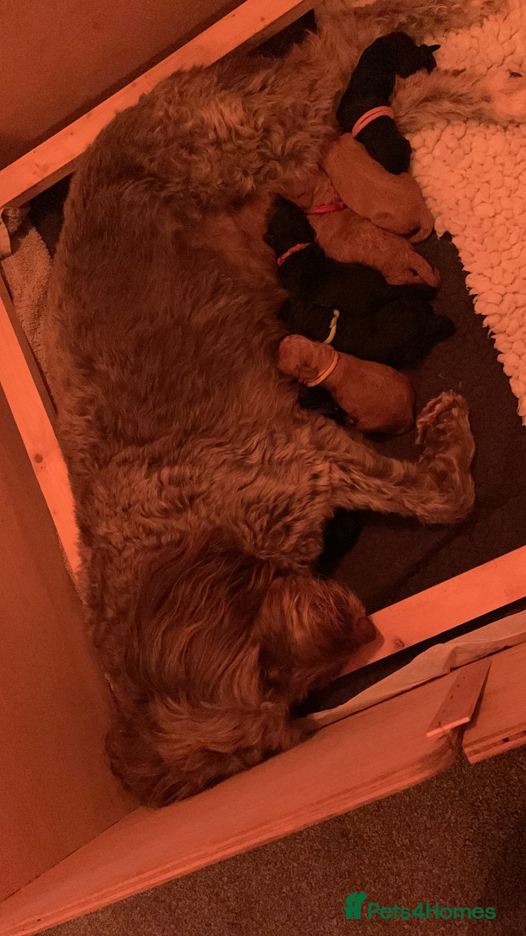 Labradoodle dogs for sale: F1b Miniature Labradoodle Puppies  - Image 6