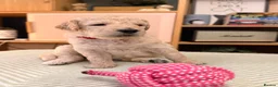 Goldendoodle dogs for sale: Goldendoodle Puppies - Advert 9