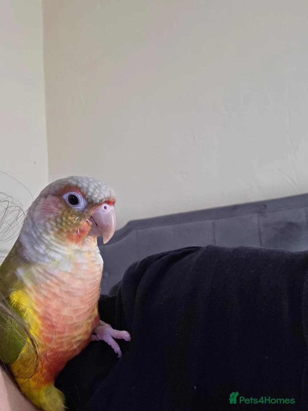 Conures birds for sale: Green Cheek Conure - Advert 2