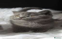 British Shorthair cats for sale: GCCF CHAMPION SIRED BRITISH SHORTHAIR LAST GIRL - Image 8