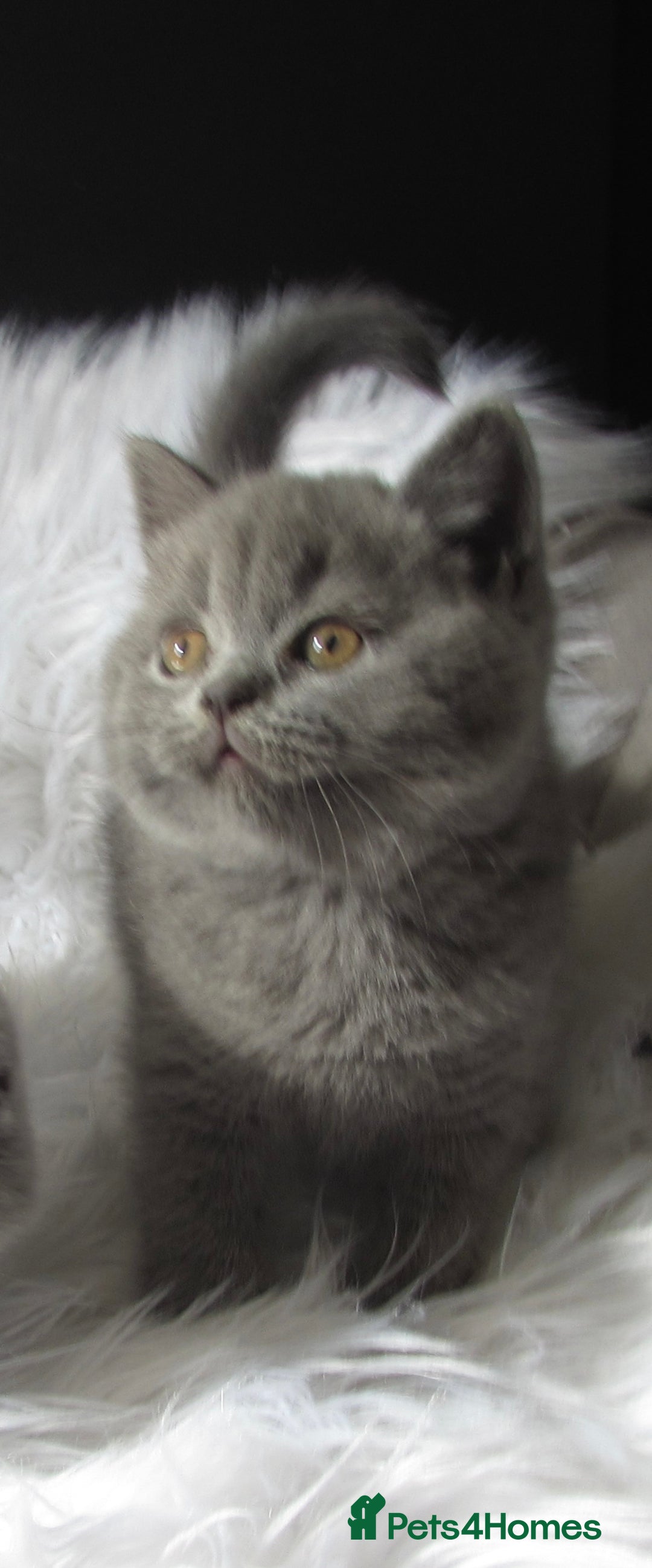 British Shorthair cats for sale: GCCF CHAMPION SIRED BRITISH SHORTHAIR LAST GIRL - Image 8