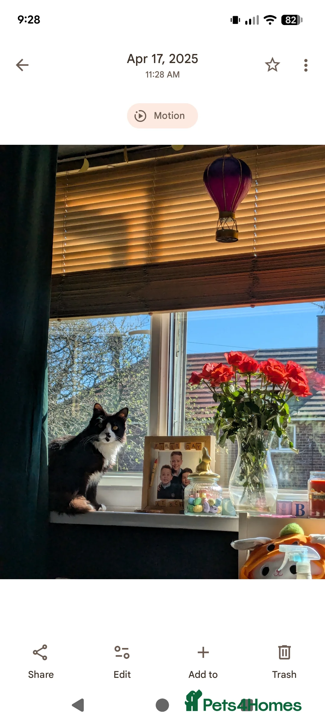 RagaMuffin cats for sale: Male ragamuffin cat for sale  - Advert 2