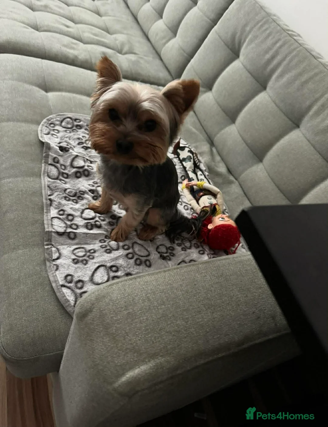 Yorkshire Terrier dogs for sale: Yorkshire Terrier - Advert 3