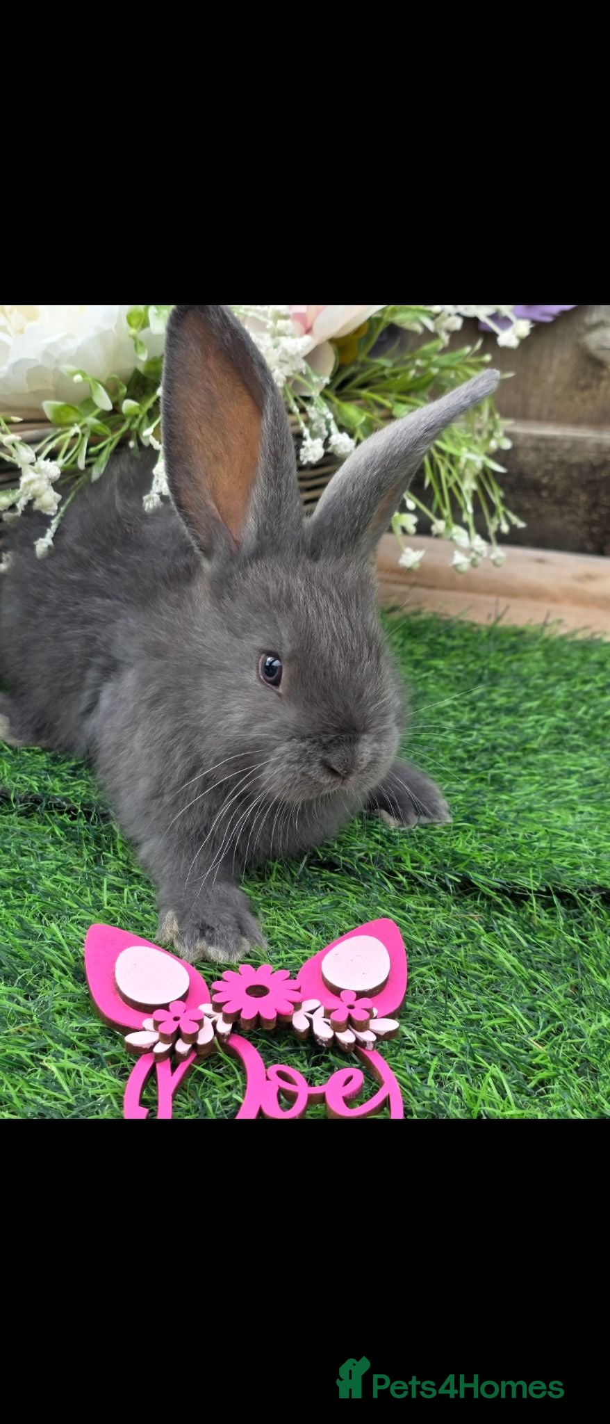 Continental Giant rabbits 1 blue & 3 black continental babies for RESERVE - Advert 1