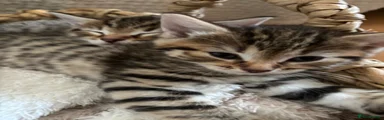 Mixed Breed Kitten 4