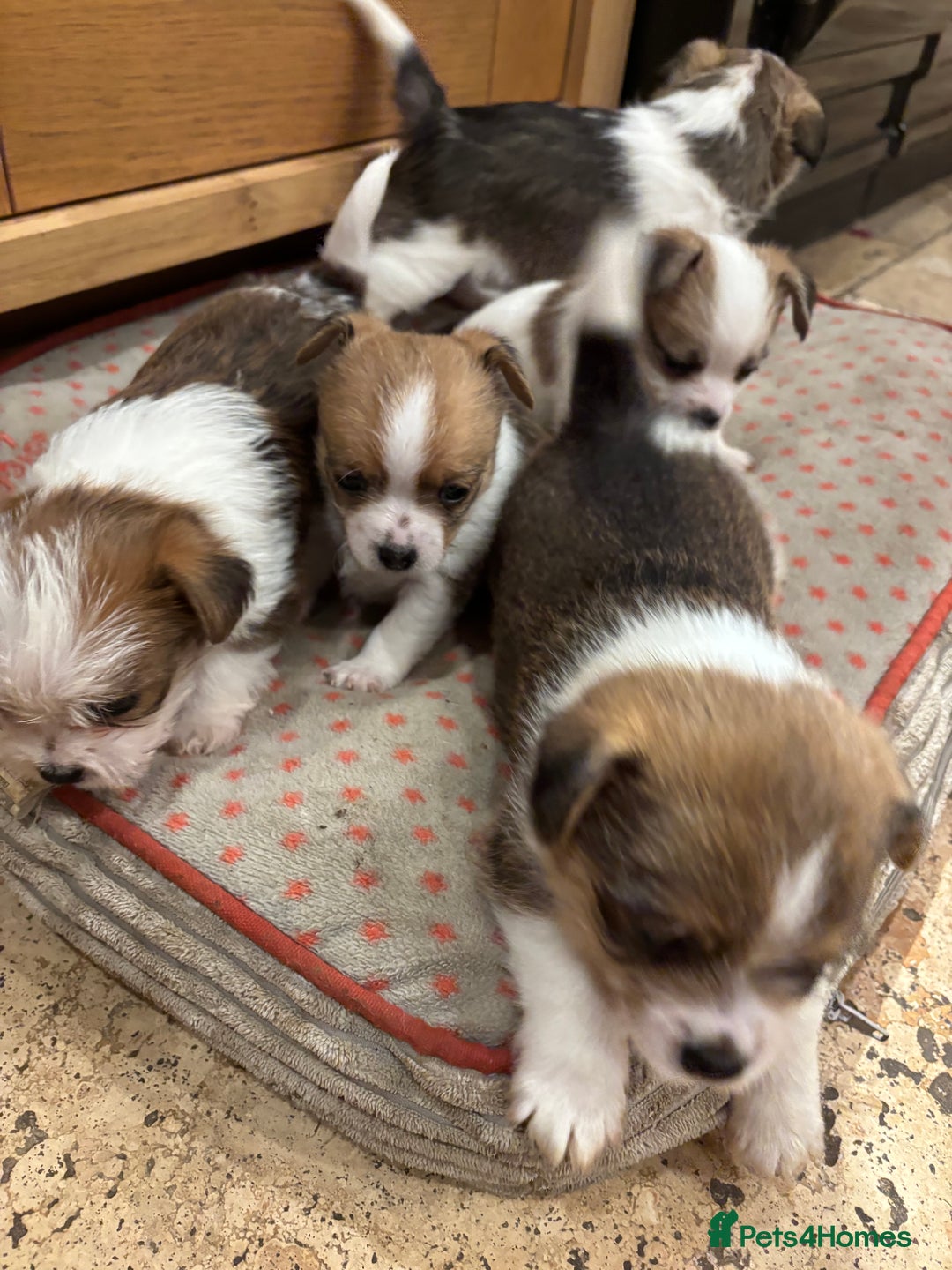 Mixed Breed dogs for sale: Adorable Puppies! - Advert 5