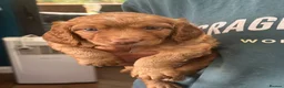 Cocker Spaniel dogs for sale: Working cocker spaniels  - Advert 3