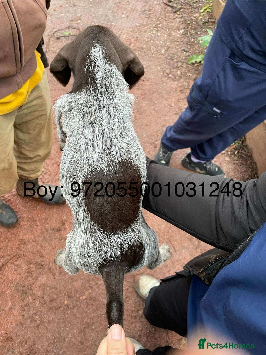 Mixed Breed dogs for sale: German pointer griffen pointer cross - Advert 9