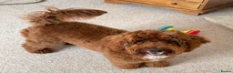 Aussiedoodle dogs for sale: 8 month old Aussiedoodle in Middlesbrough - Advert 5