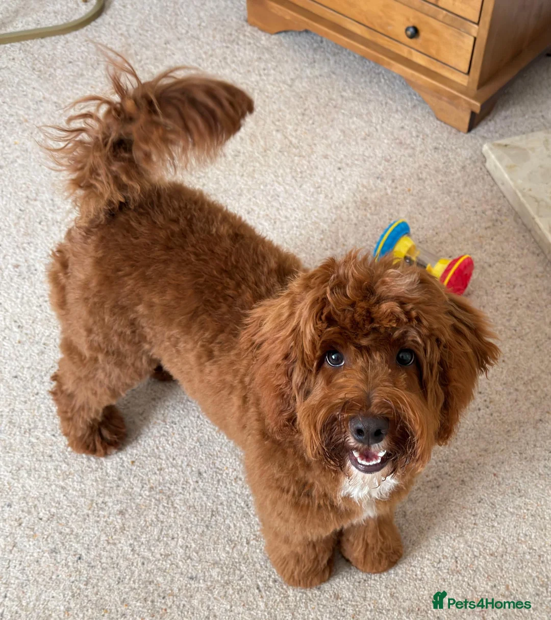 Aussiedoodle dogs for sale: 8 month old Aussiedoodle in Middlesbrough - Advert 5