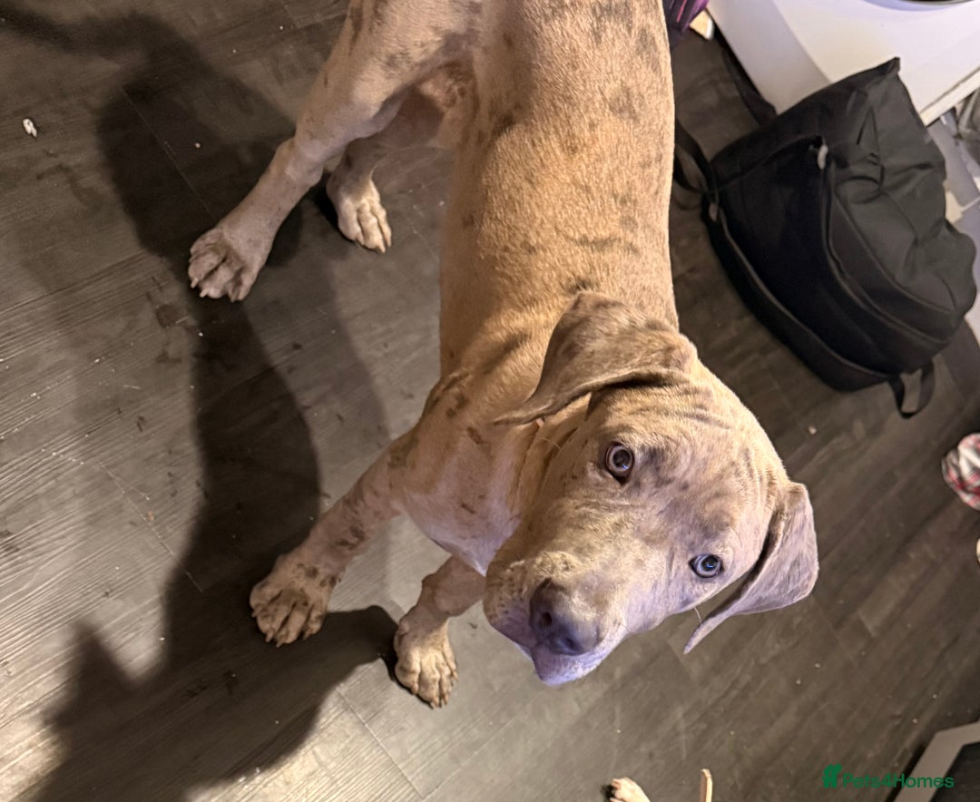 Mixed Breed dogs for sale: Mastiff mix female - Advert 1