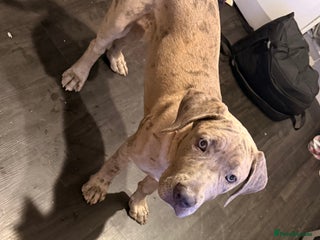 Mixed Breed dogs Mastiff mix female - Advert 3