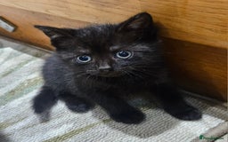 British Shorthair cats for sale: Baby kitten - Image 1