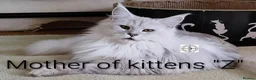 Maine Coon cats for sale: Gorgous maine coon kittens ❤️ - Advert 6