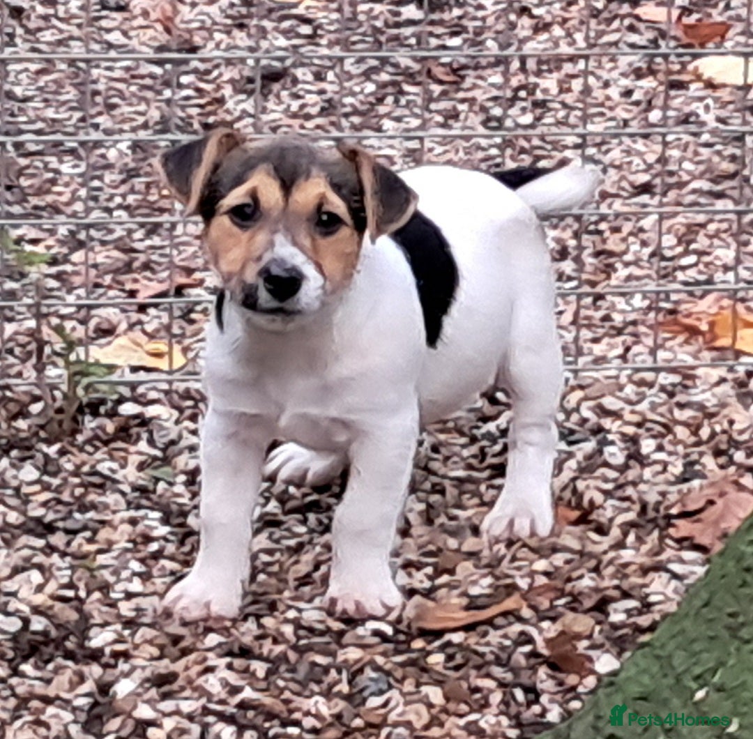 Jack Russell dogs for sale: KC Jack Russell pups, DNA Clear- LOA, SCA, PLL - Advert 21
