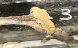 Gecko reptiles for sale: Baby crested geckos  - Image 3