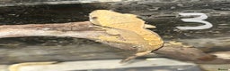 Gecko reptiles for sale: Baby crested geckos  - Advert 3