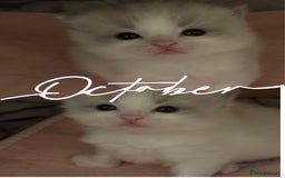 Ragdoll cats for sale: Beautiful two GCCF kittens. Blue Bicolour Ragdolls - Image 6