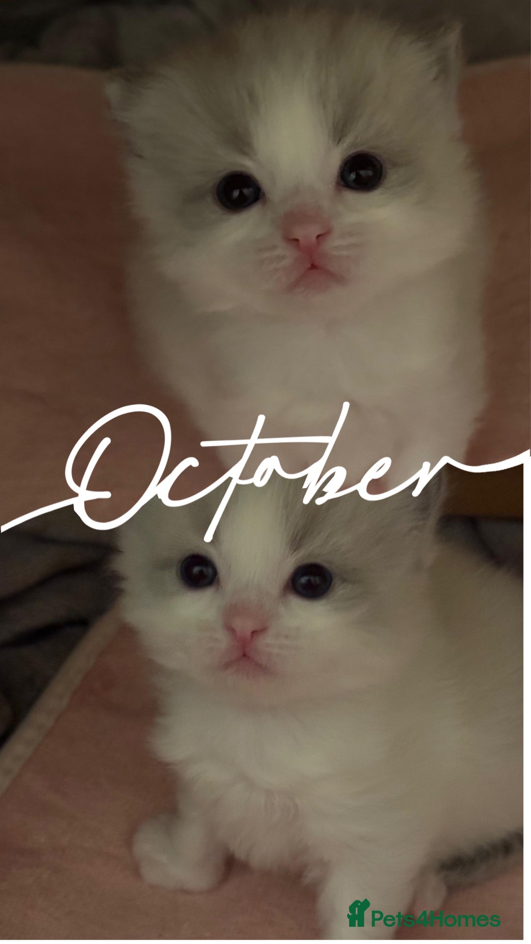 Ragdoll cats for sale: Beautiful two GCCF kittens. Blue Bicolour Ragdolls - Image 6