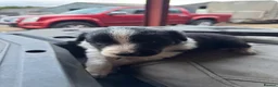 Border Collie dogs for sale: Very Cute Fluffy Border Collie Pups - Advert 38