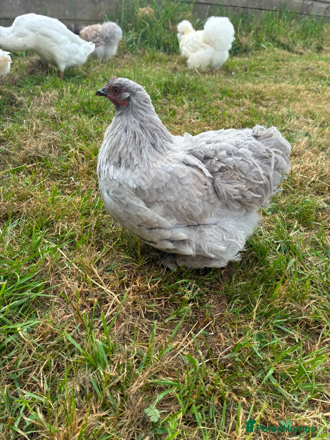 Chickens poultry for sale: 🐓 Beautiful Lavender Pekin Bantam Trio  in Selkirk - Advert 2