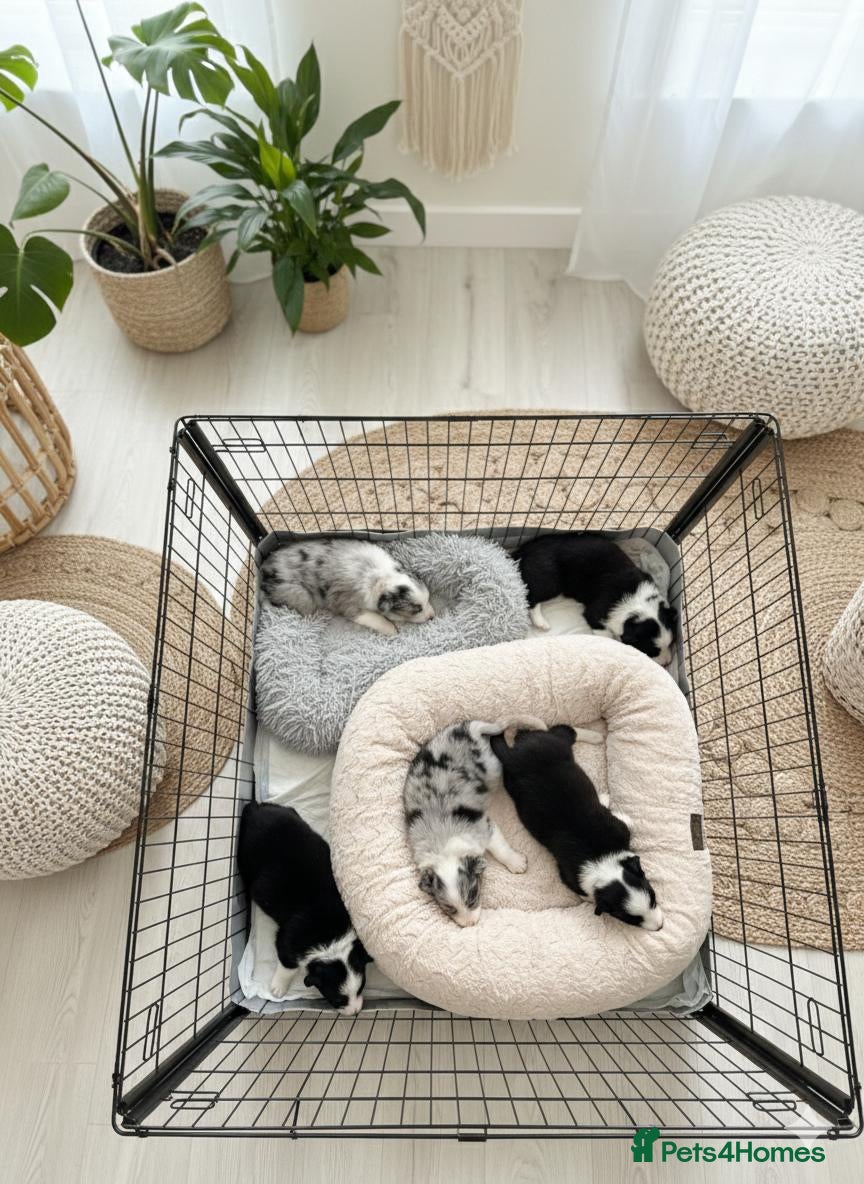 Border Collie dogs Stunning puppies from international champion line. - Advert 3