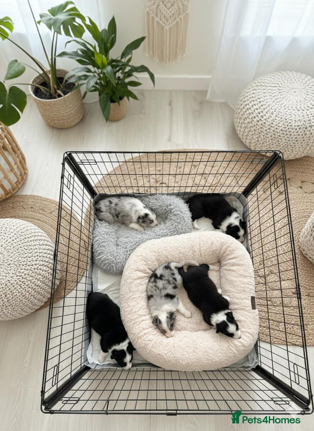 Border Collie dogs for sale: Stunning puppies from international champion line. - Advert 1