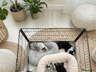 Border Collie dogs Stunning puppies from international champion line. - Advert 5