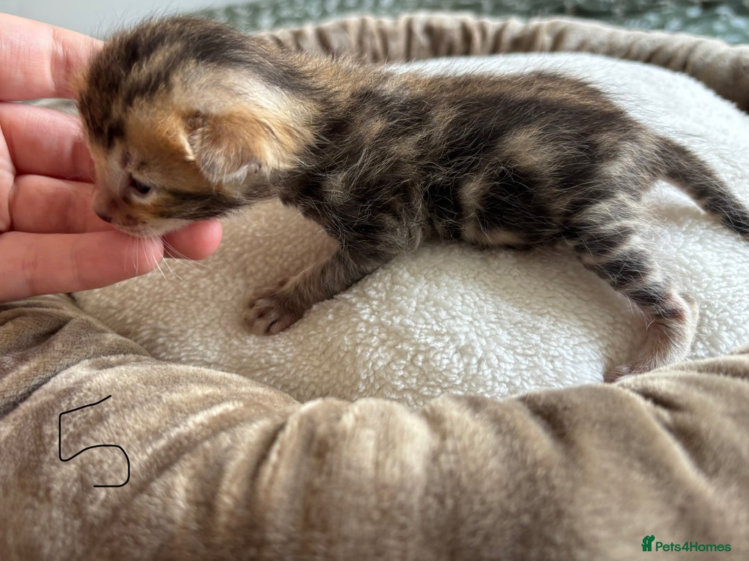 Bengal cats for sale: Bengal kittens - Image 17